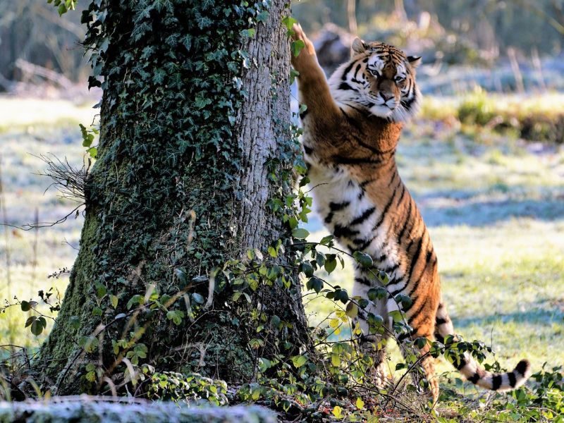 There's a new tiger in town! Blackpool Zoo